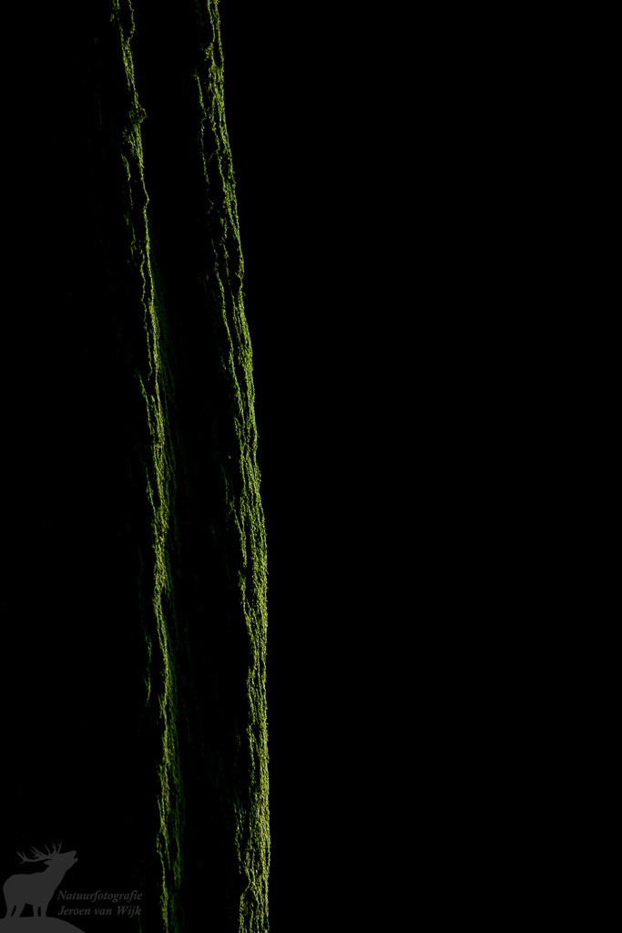 Bemoste stam van een beuk