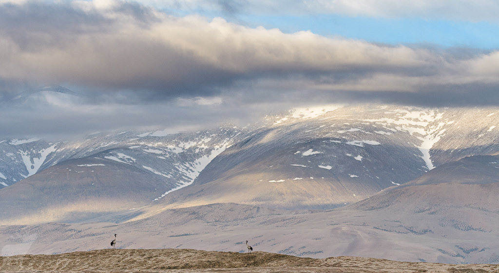 Paartje zwarthalskraanvogels (Grus nigricollis). Tso Kar Lake, juli 2019.