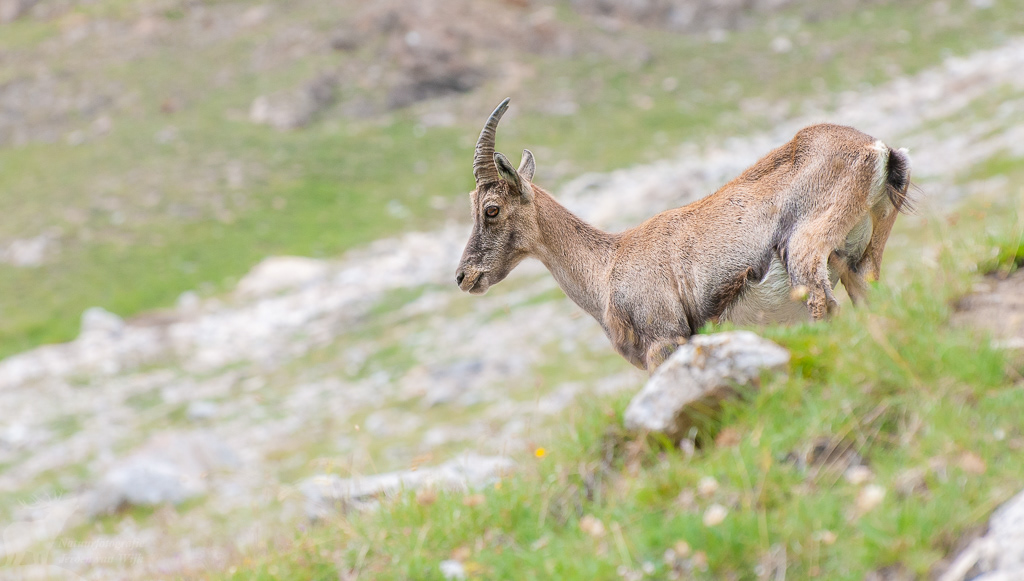 Alpensteenbok (Capra ibex)