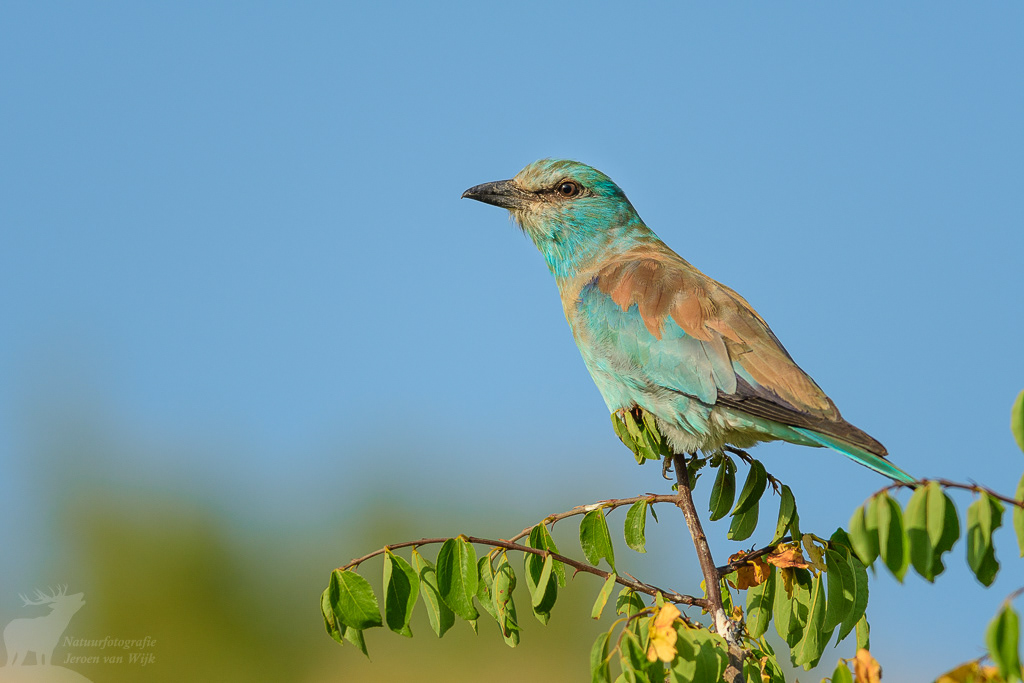 Scharrelaar (Coracias garrulus)