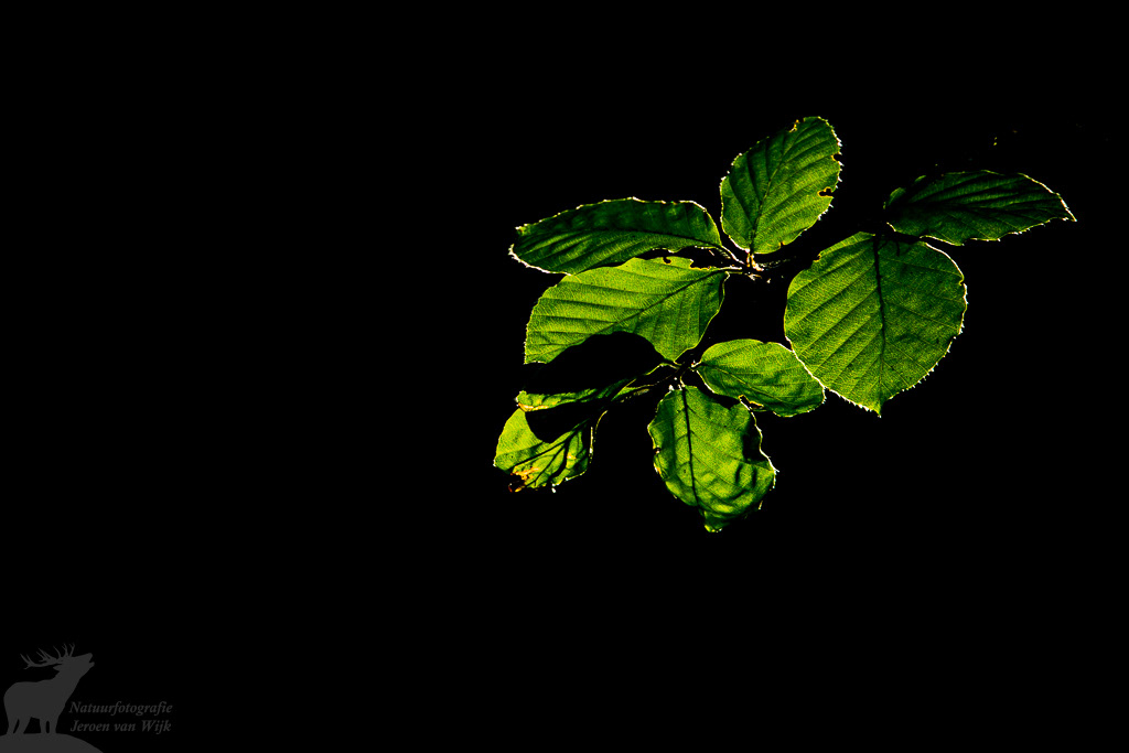 Beukenbladeren in tegenlicht