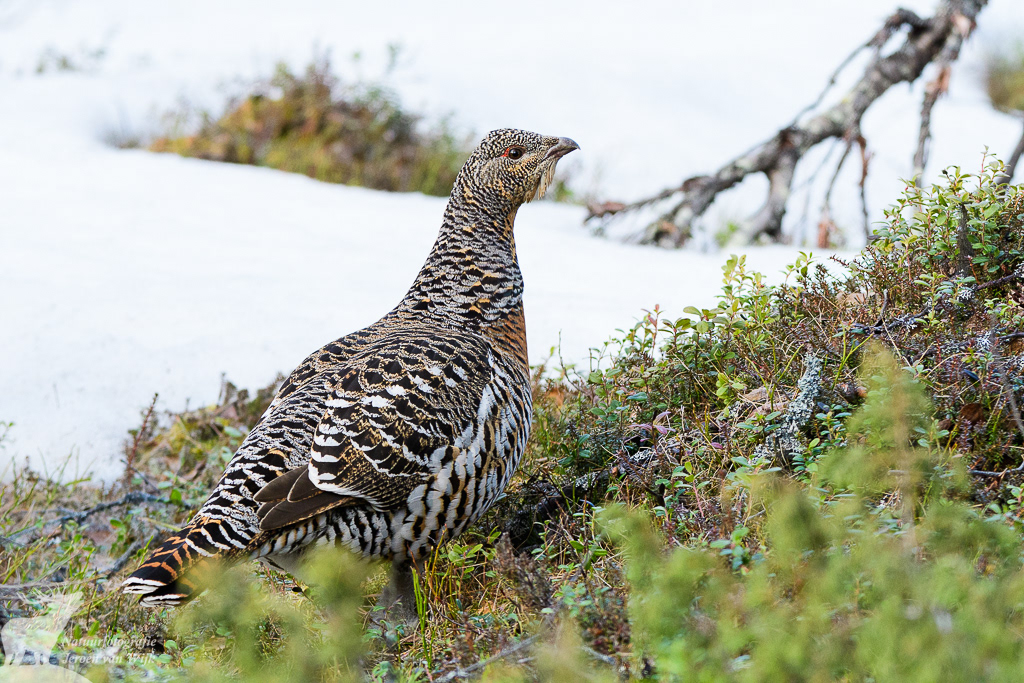 Vrouwtje auerhoen (Tetrao urogallus)
