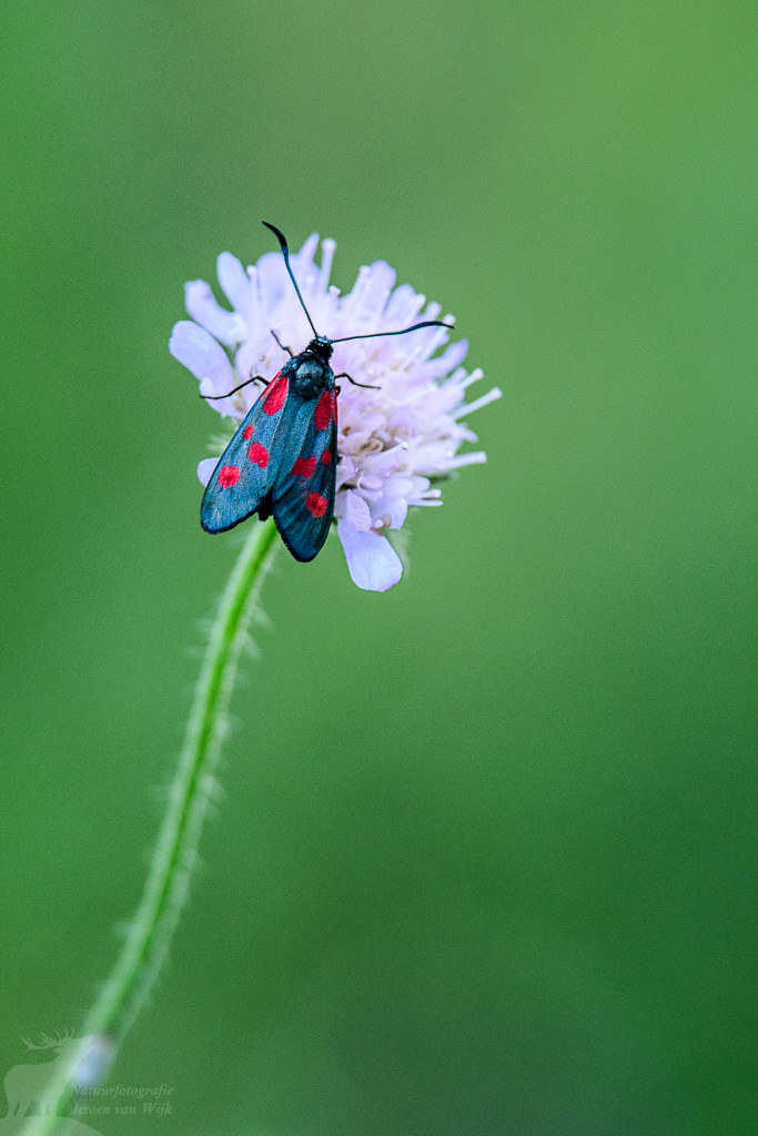 Sint-jansvlinder (Zygaena filipendulae), Białowieża