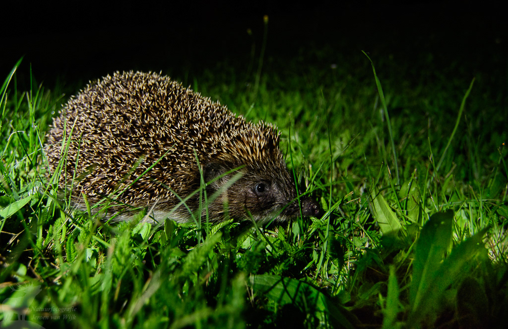 Oostelijke egel (Erinaceus roumanicus), Białowieża