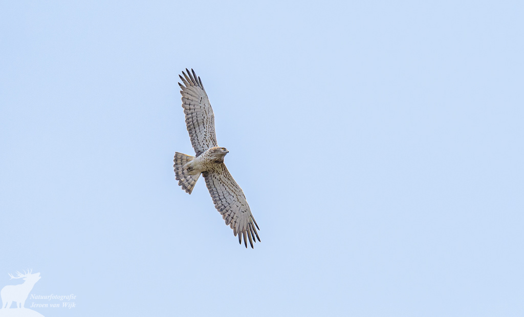 Slangenarend (Circaetus gallicus), Tarifa