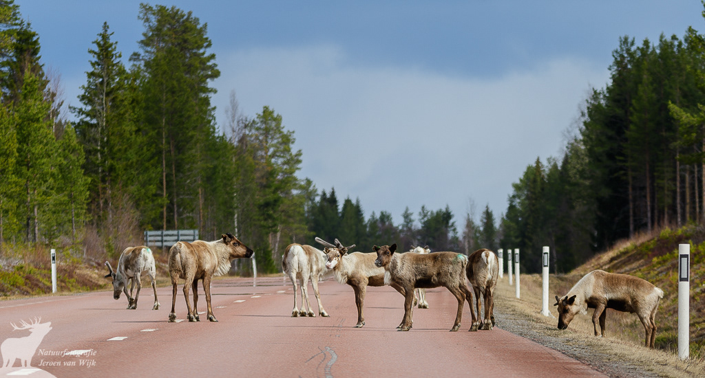Gedomesticeerde rendieren (Rangifer tarandus) op de weg, Jämtlands län