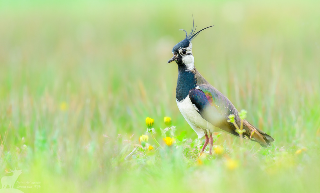 Kievit (Vanellus vanellus)