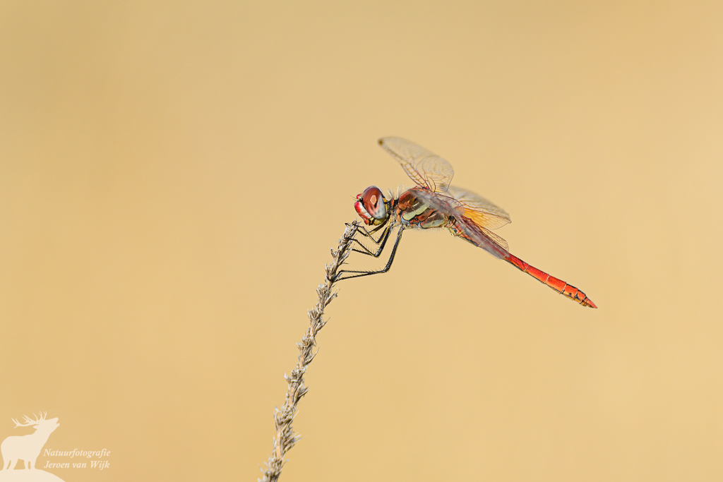 Zwervende heidelibel (Sympetrum fonscolombii), Zaragoza