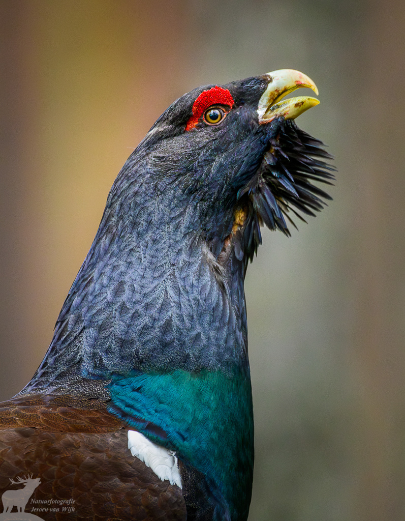 Auerhoen (Tetrao urogallus)