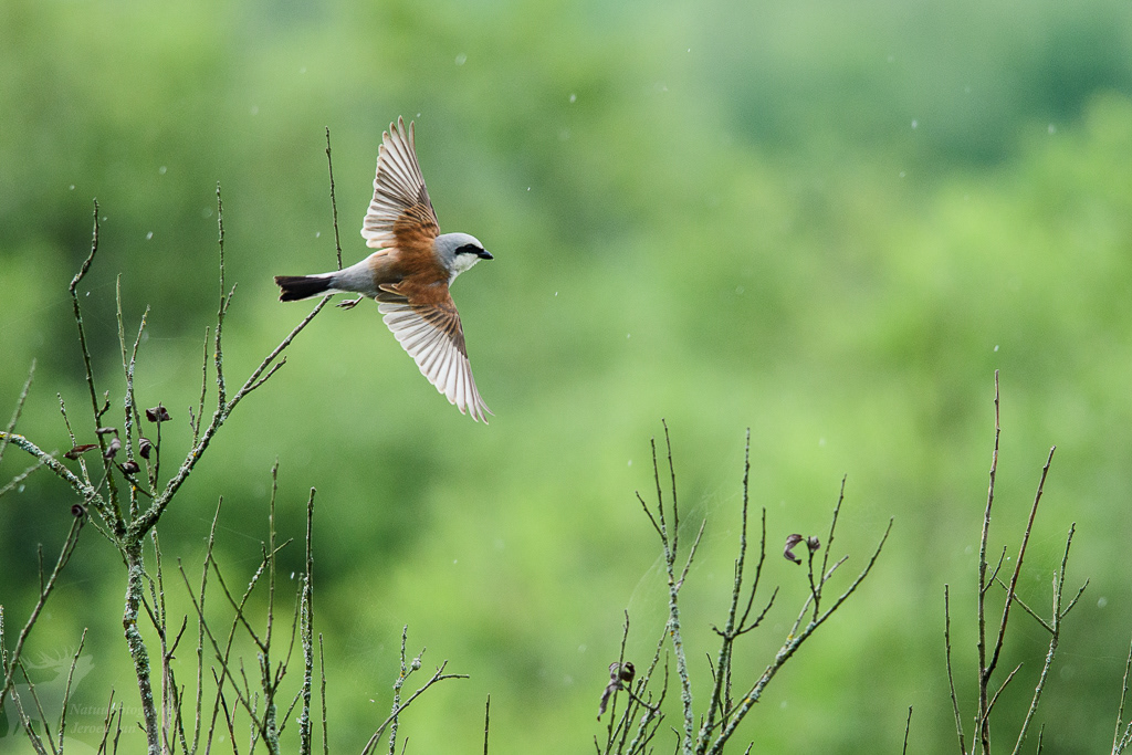 Grauwe klauwier (Lanius collurio), Białowieża
