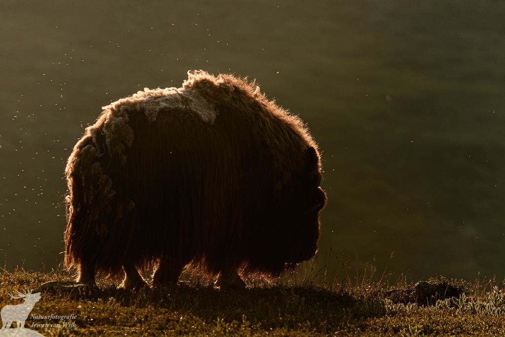 Muskusos (Ovibos moschatus), Nationaal park Dovrefjell-Sunndalsfjella, Noorwegen, 2021.