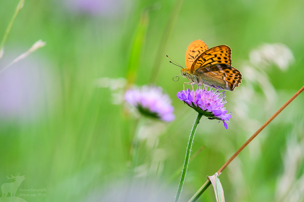 Keizersmantel (Argynnis paphia), Białowieża