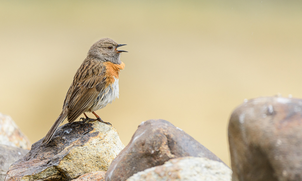 Roodborstheggenmus (Prunella rubeculoides). Changthang Cold Desert Wildlife Sanctuary, juli 2019.