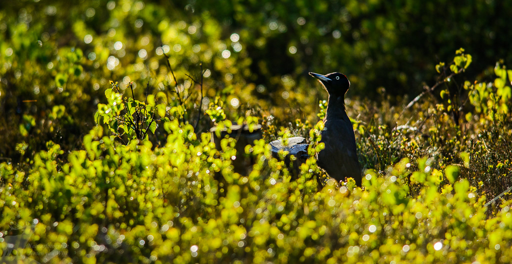 Zwarte specht (Dryocopus martius)