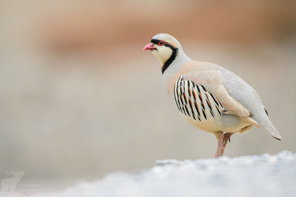 Aziatische steenpatrijs (Alectoris chukar). Wanla, juni 2019.