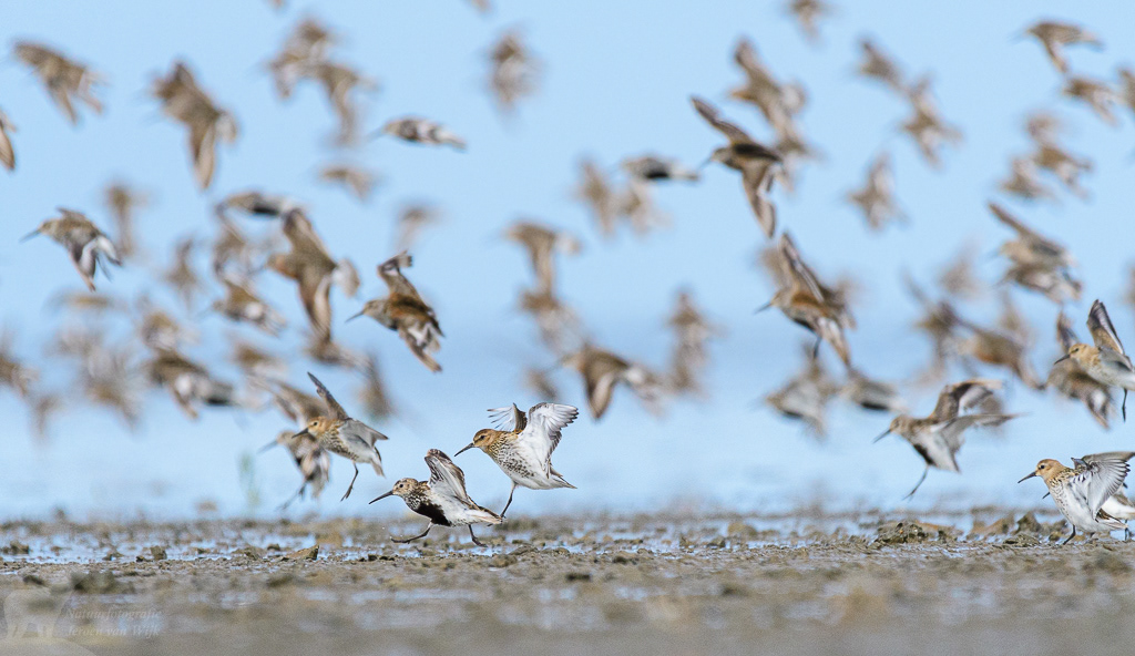 Bonte strandloper (Calidris alpina)