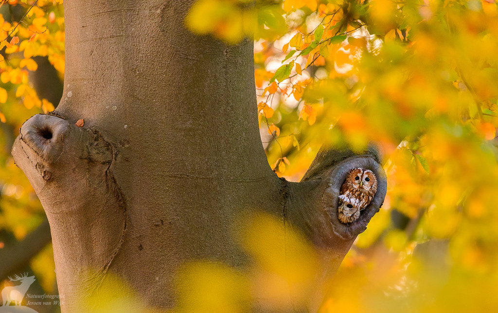 Bosuil (Strix aluco)