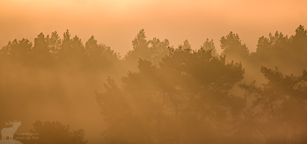 Boomtoppen van een dennenbos in de mist
