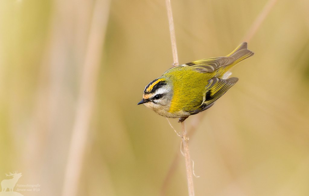 Vuurgoudhaan (Regulus ignicapilla)