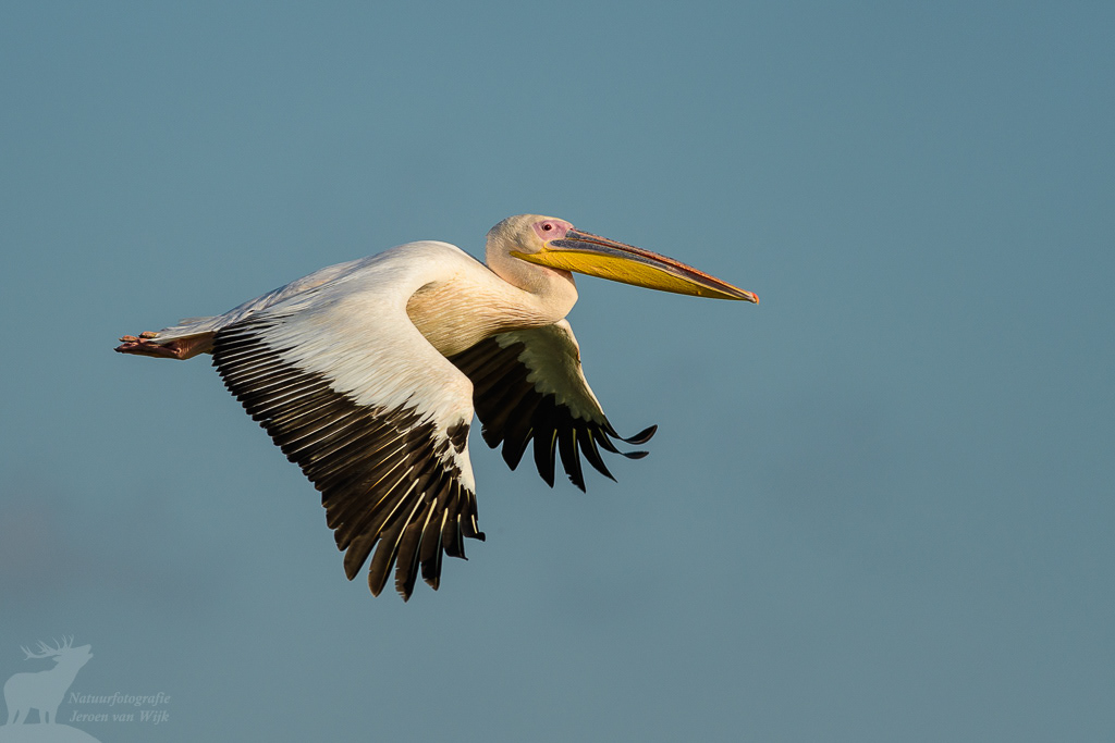 Roze pelikaan (Pelecanus onocrotalus), Donaudelta