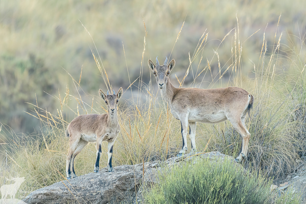 Spaanse steenbok (Capra pyrenaica), Tabernaswoestijn