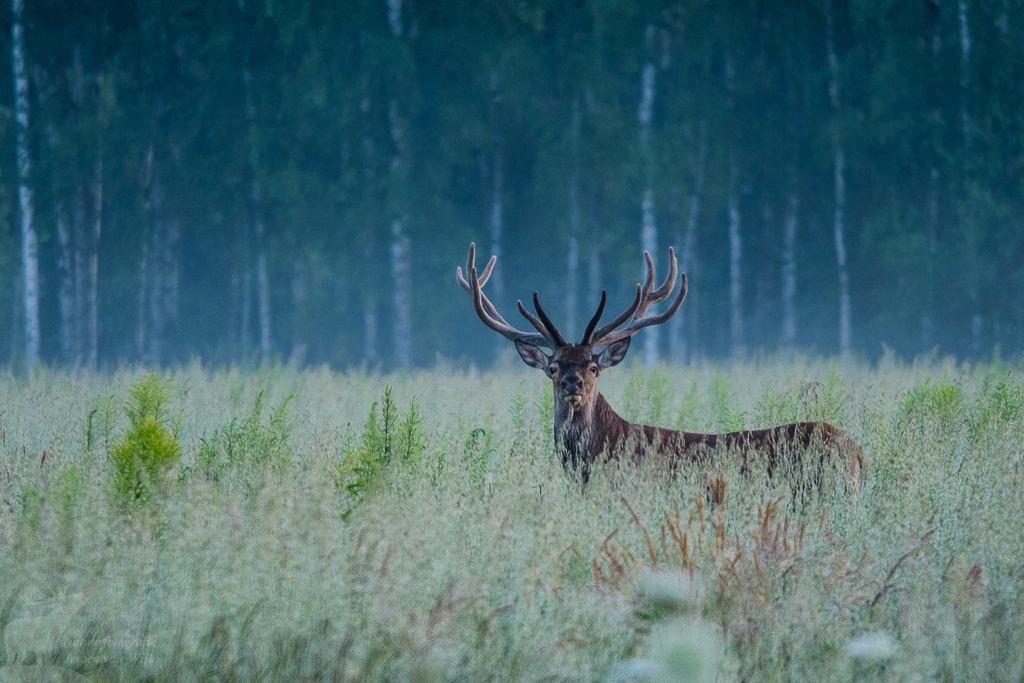 Edelhert (Cervus elaphus)