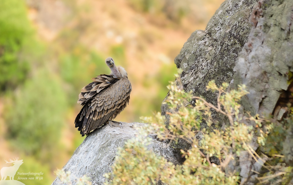 Vale gier (Gyps fulvus), Nationaal park Monfragüe