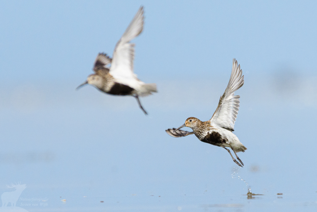 Bonte strandloper (Calidris alpina)