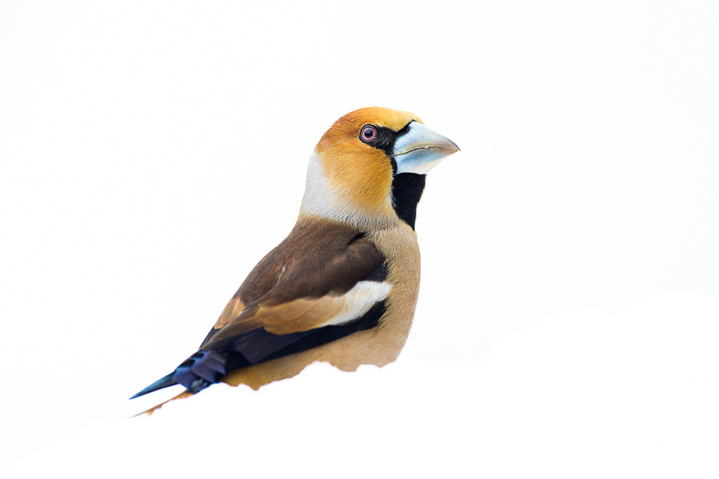 Appelvink (Coccothraustes coccothraustes)