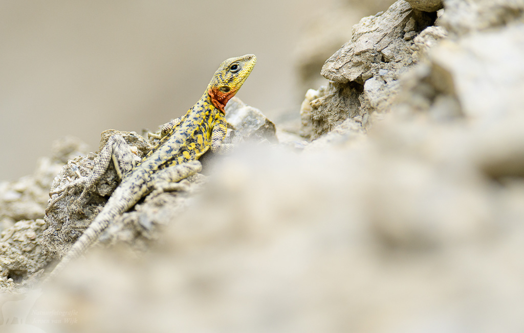 Himalaya agaam (Paralaudakia himalayana). Lamayuru, mei 2019.