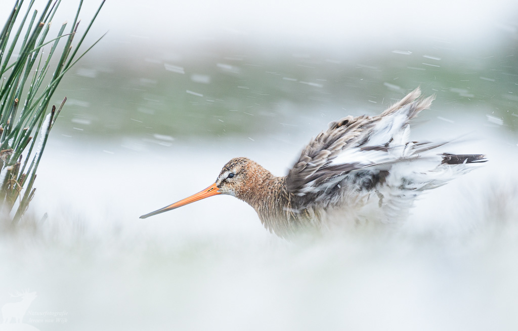Grutto (Limosa limosa)