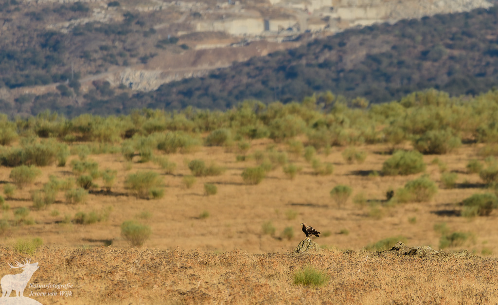 Spaanse keizerarend (Aquila adalberti), Extremadura