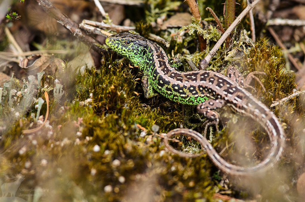 Zandhagedis (Lacerta agilis)