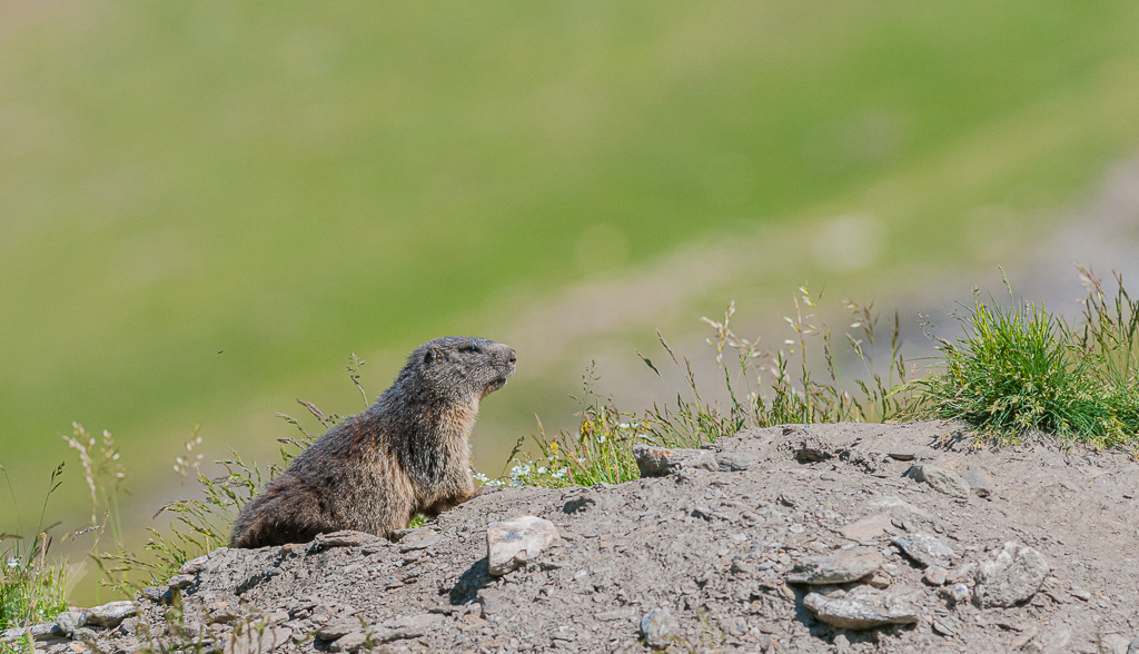 Alpenmarmot (Marmota marmota)
