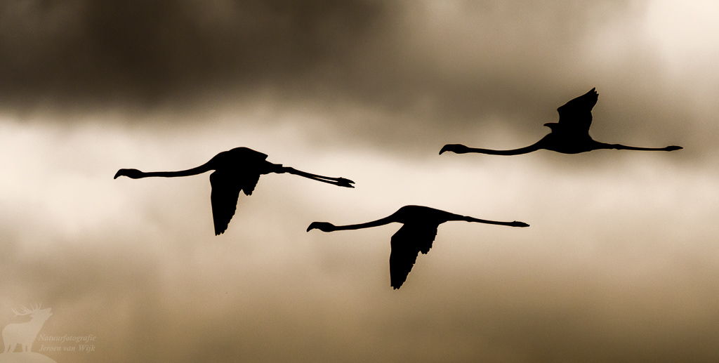 Flamingo (Phoenicopterus roseus), Kerkini Lake, Griekenland