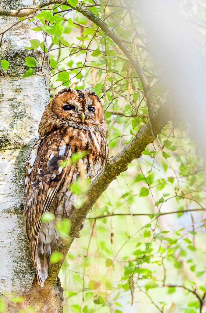Bosuil (Strix aluco)