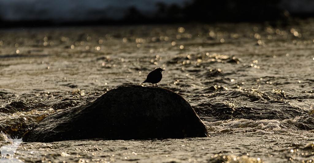Waterspreeuw (Cinclus cinclus) in avondlicht