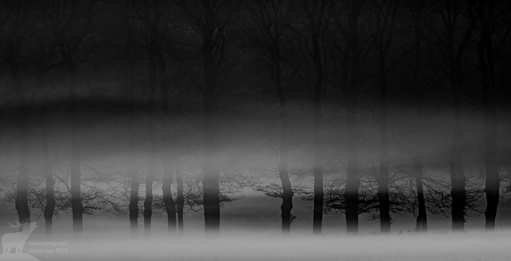 Beukenlaan in de mist