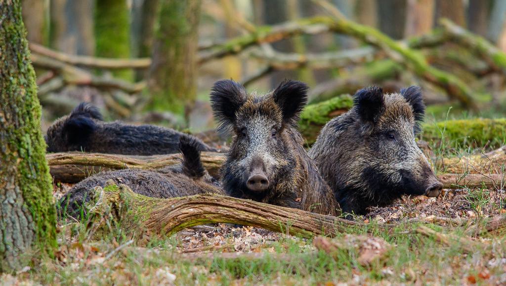 Wild zwijn (Sus scrofa)
