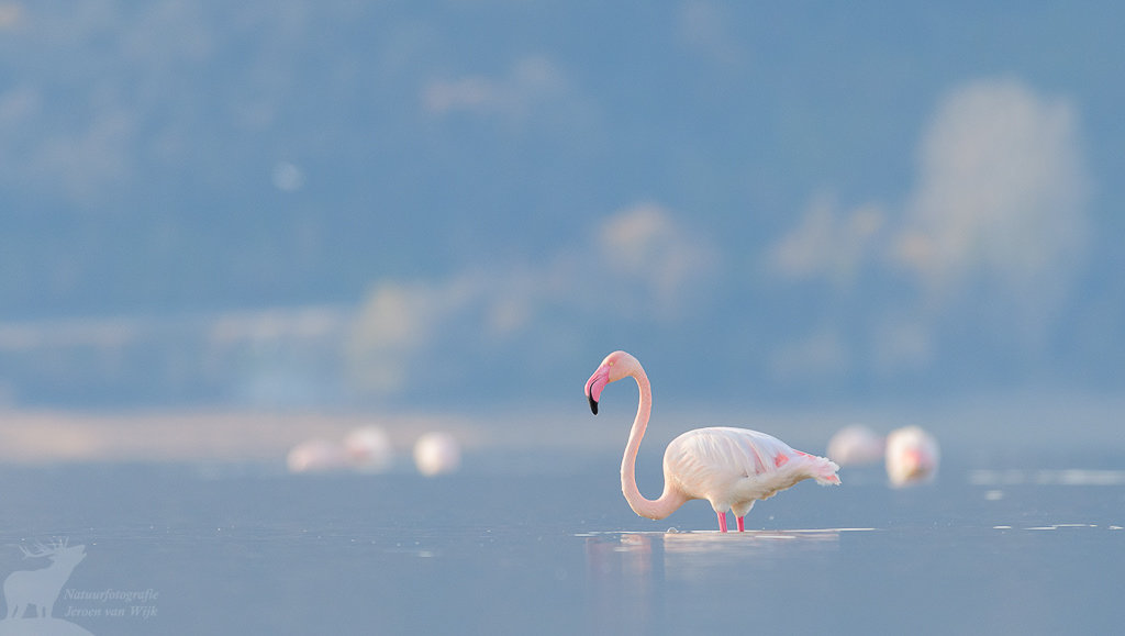 Flamingo (Phoenicopterus roseus), Kerkini Lake, Griekenland