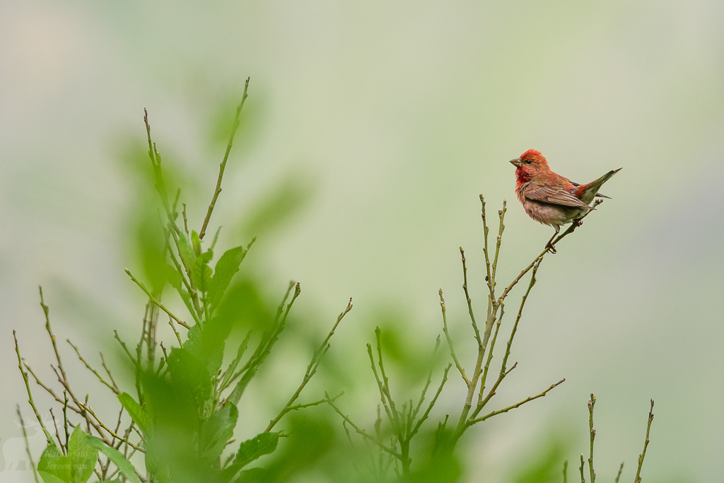 Roodmus (Carpodacus erythrinus)