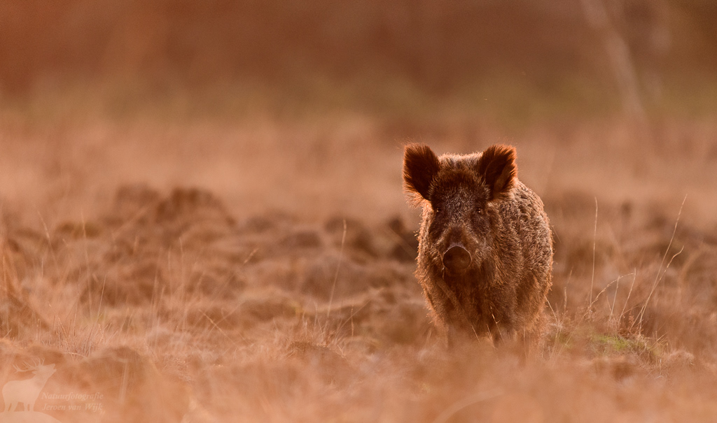 Wild zwijn (Sus scrofa)