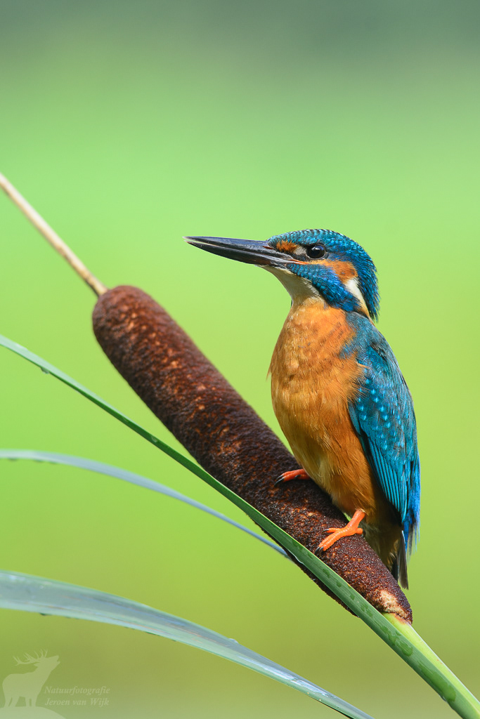 IJsvogel (Alcedo atthis)