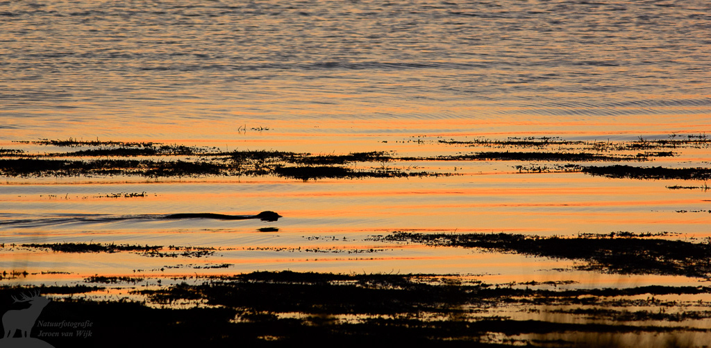 Europese otter (Lutra lutra) bij zonsondergang