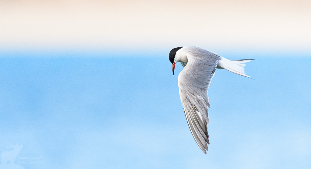 Common tern (Sterna hirundo). Pangong Lake, juli 2019.
