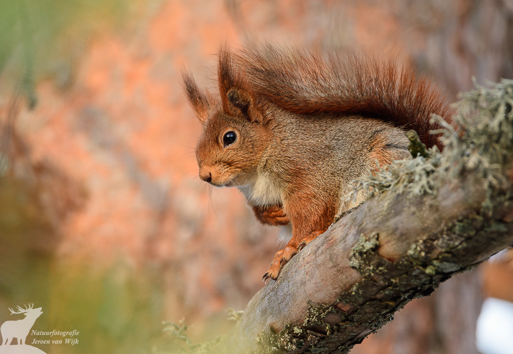 Eekhoorn (Sciurus vulgaris)