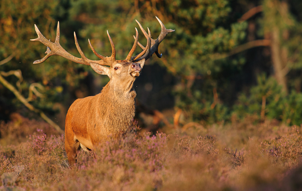 Edelhert (Cervus elaphus)