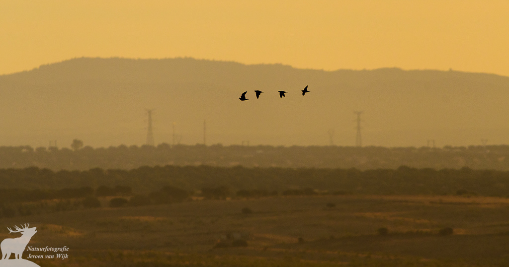 Zwartbuikzandhoen (Pterocles orientalis), Extremadura