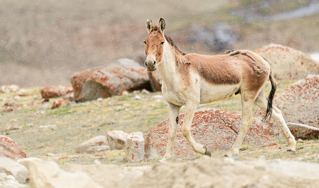 Kiang (Equus kiang). Chang La, juli 2019.