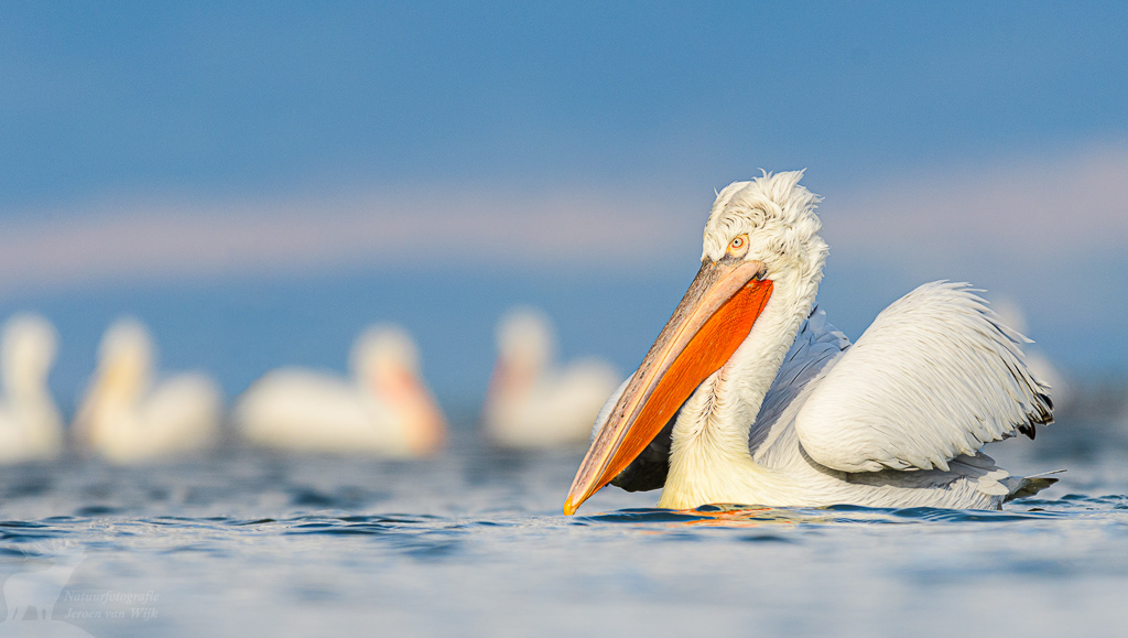 Kroeskoppelikaan (Pelecanus crispus), Kerkini Lake, Griekenland